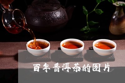 百年普洱茶的图片/2023033038271