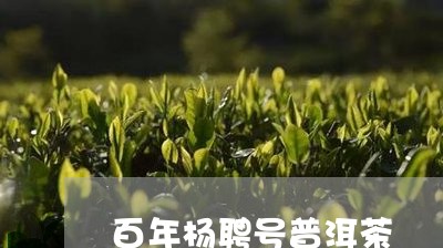 百年杨聘号普洱茶/2023033006040