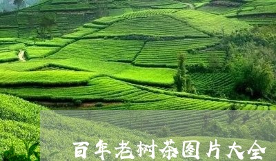 百年老树茶图片大全/2023041607048