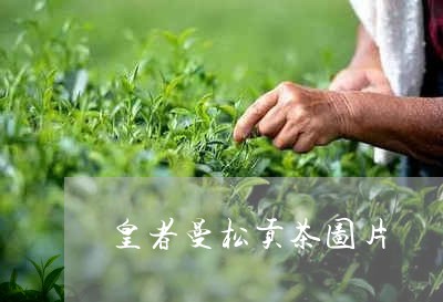 皇者曼松贡茶图片/2023032206161