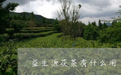 益生源茯茶有什么用/2023041558370