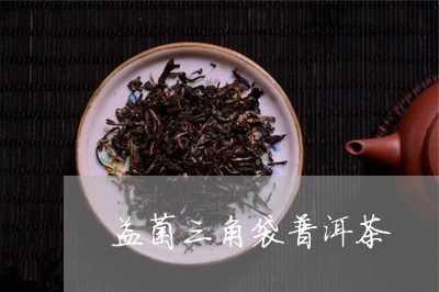 益菌三角袋普洱茶/2023033018375