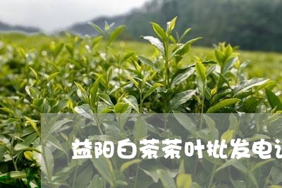 益阳白茶茶叶批发电话号码/2023041594046