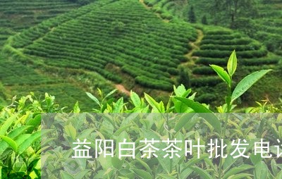 益阳白茶茶叶批发电话地址/2023041589492