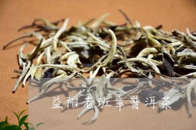 益阳老班章普洱茶/2023031702824