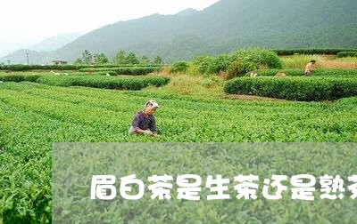 眉白茶是生茶还是熟茶/2023032928585