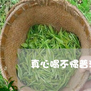 真心喝不惯普洱茶/2023041041692