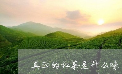 真正的红茶是什么味/2023031968592