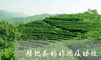 矮地茶的作用及功效/2023032114826