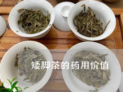 矮脚茶的药用价值/2023032450615