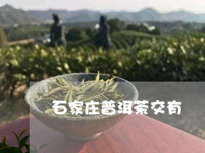 石家庄普洱茶交有/2023041393726