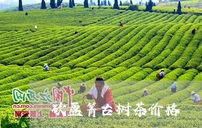 砍盆箐古树茶价格/2023032647359