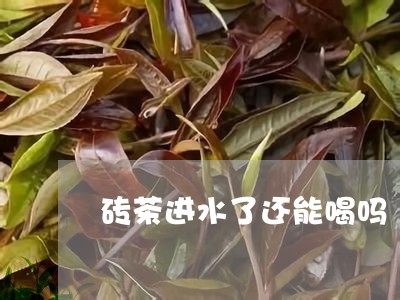 砖茶进水了还能喝吗/2023031804160