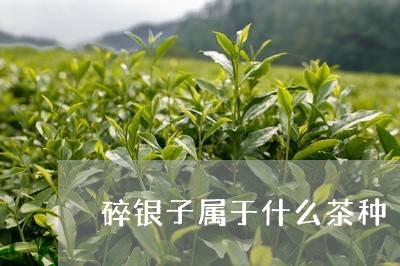 碎银子属于什么茶种/2023041652594