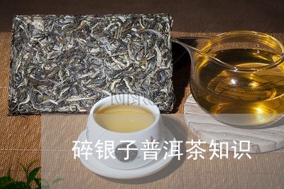 碎银子普洱茶知识/2023040993958