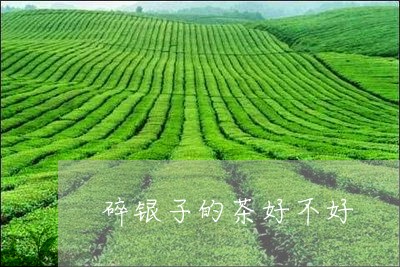 碎银子的茶好不好/2023032426261