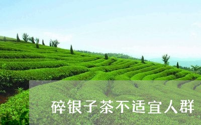 碎银子茶不适宜人群/2023041643825