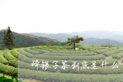 碎银子茶到底是什么/2023041666958