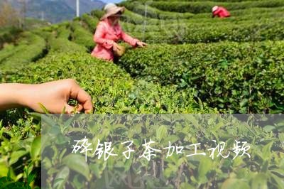 碎银子茶加工视频/2023032476379