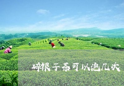 碎银子茶可以泡几次/2023041634359