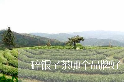 碎银子茶哪个品牌好/2023041677261