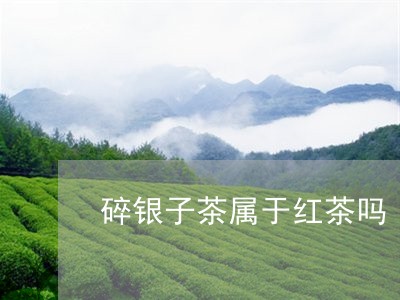 碎银子茶属于红茶吗/2023041691605