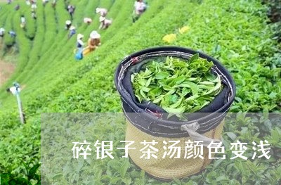 碎银子茶汤颜色变浅/2023032061603