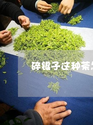 碎银子这种茶怎么样/2023032059493