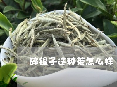 碎银子这种茶怎么样/2023041669485