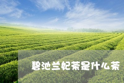 碧池兰妃茶是什么茶/2023041504038