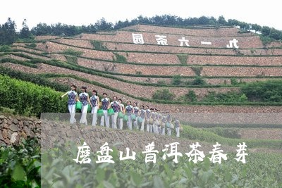 磨盘山普洱茶春芽/2023033159382