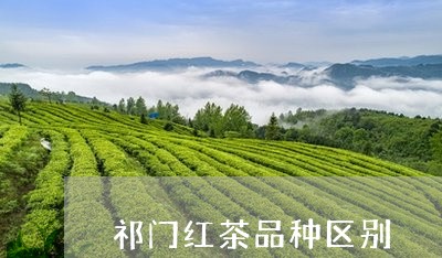 祁门红茶品种区别/2023032444736