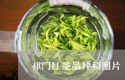 祁门红茶品种和图片/2023032161735