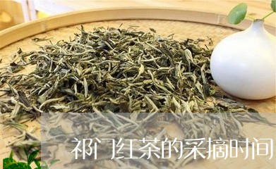 祁门红茶的采摘时间/2023041689372