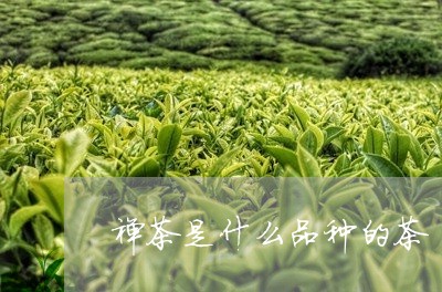 禅茶是什么品种的茶/2023041701829