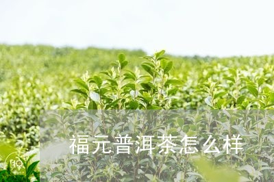 福元普洱茶怎么样/2023033171613