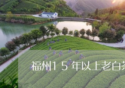 福州15年以上老白茶价格/2023033164826