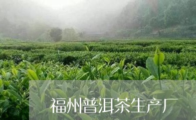 福州普洱茶生产厂/2023041252914