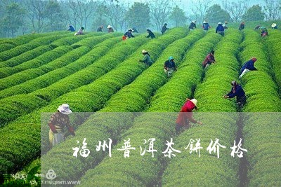 福州普洱茶饼价格/2023041465168