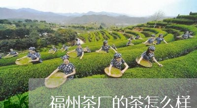 福州茶厂的茶怎么样/2023041698272