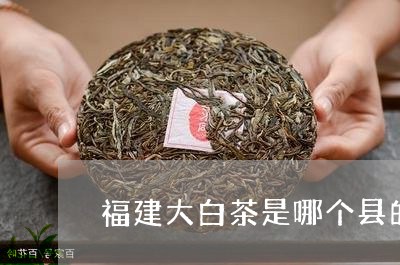 福建大白茶是哪个县的绿茶/2023041741614