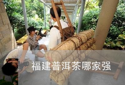 福建普洱茶哪家强/2023031742849