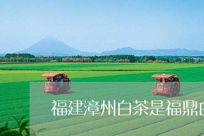 福建漳州白茶是福鼎白茶吗/2023041705268