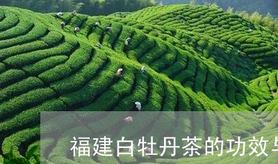 福建白牡丹茶的功效与作用/2023041762037