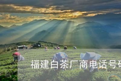 福建白茶厂商电话号码查询/2023041765405