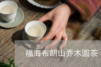 福海布朗山乔木圆茶/2023041606137