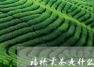 福禄贡茶是什么年份/2023032080614