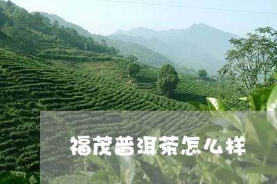 福茂普洱茶怎么样/2023033164815