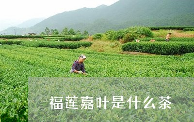 福莲嘉叶是什么茶/2023032456169