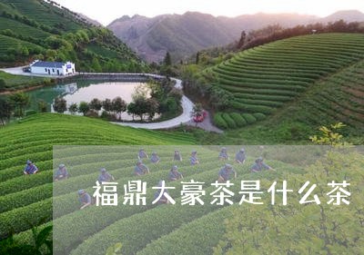 福鼎大豪茶是什么茶/2023041585837